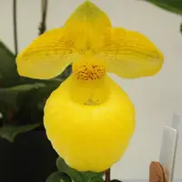 Paph. Fumi's Delight (micranthum X armeniacum) - MS