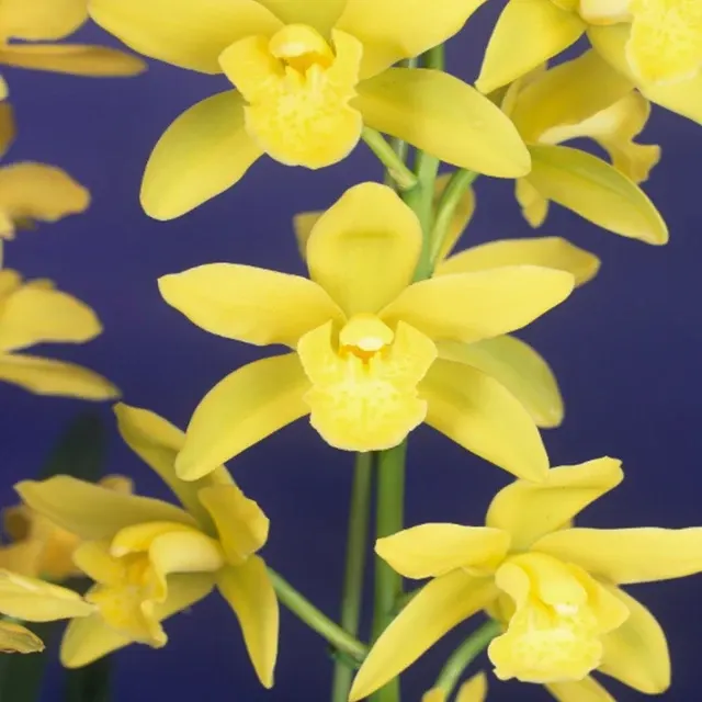 Cymbidium Enzan Forest 'Sunrise'