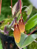 Restrepia contorta Orange
