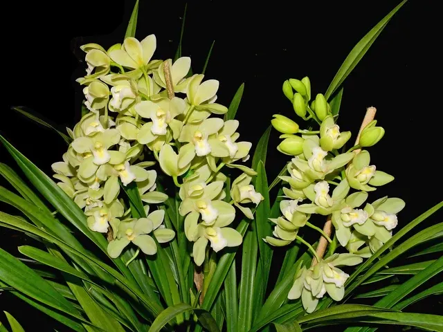 Cymbidium November Child 'Liz' (Cymbidium)