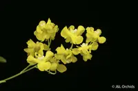 Oncidium cheirophorum, larger in spike