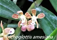 Trgl. amesiana (TRIA) (- Trichoglottis ) Trgl.=Trichoglottis