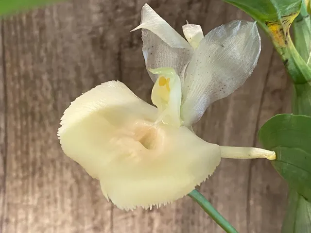 Catasetum pileatum × Melana Davison 'Summer Snow'