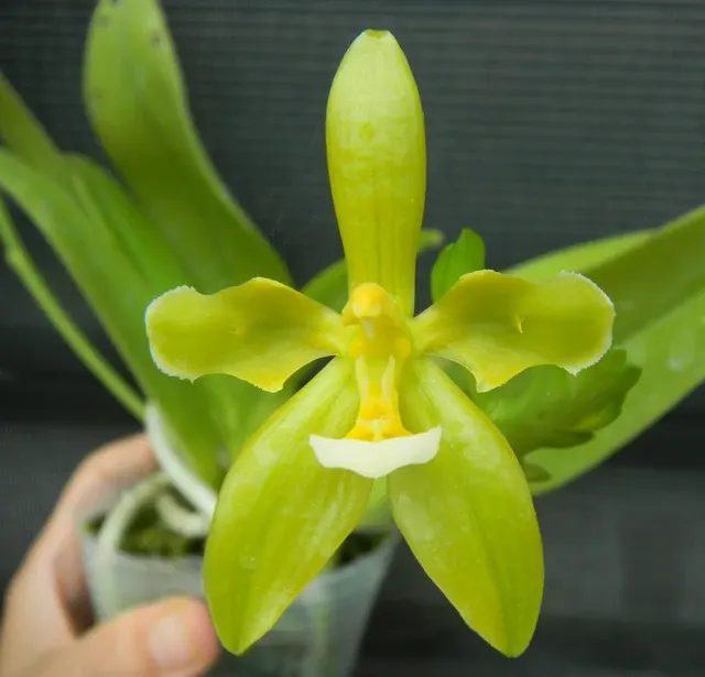 Phalaenopsis cornu-cervi var flava 'Wave-Peloric'