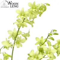 Dendrobium Aridang Green in Clay Pot
