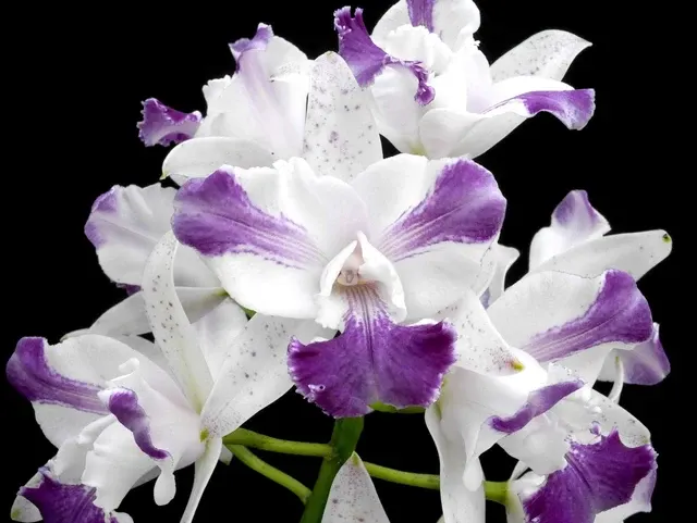 Cattleya intermedia var aquinii coerulea x