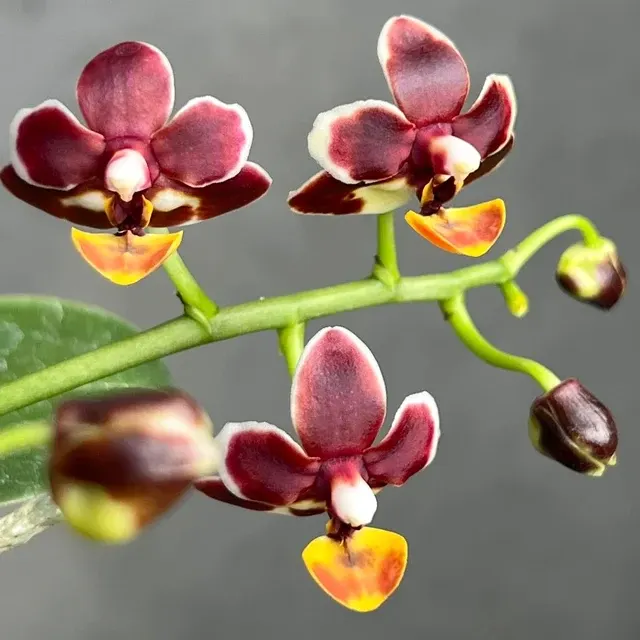 Phalaenopsis Liu MD' 'S Little Tortoise-shell Cat'