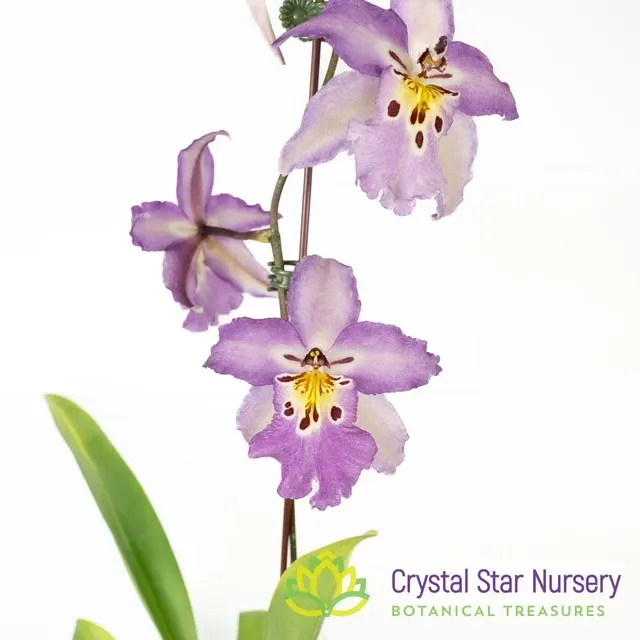Beallara Ysabella 'Lunar Eclipse' (Beallara)