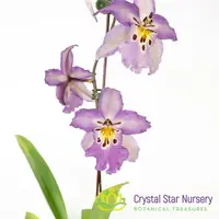 Bllra. Ysabella 'Lunar Eclipse' (H011) — 1.7" Pot Oversized / Without Spike