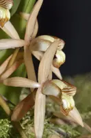 Coelogyne massageana - Fragrant