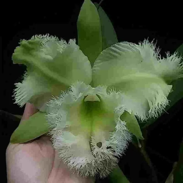 Rhyncholaeliocattleya Golf Green (Rhyncholaeliocattleya)