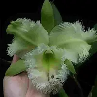 Rlc. Golf Green