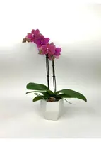 3" Double Stem Coral Phalaenopsis Orchid Plant in White Ceramic Pot