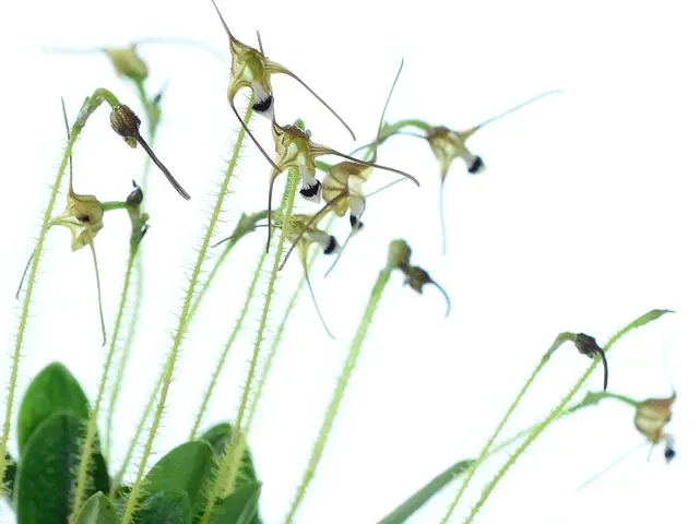 Porroglossum hystrix (Porroglossum)