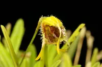Masdevallia erinacea