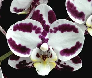 Phalaenopsis Fong Tien’s Amapearl