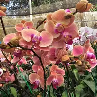Phalaenopsis Orchid GLB50 Mature Plant - Ready To Flower