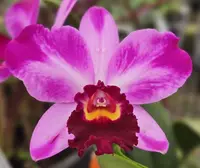 Rlc. Creation ‘Summer Choice’ (5″ Pot)