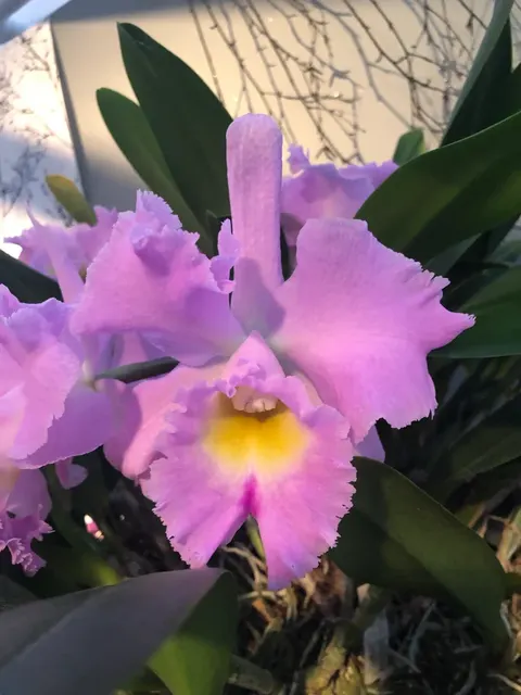 Cattleya PINK DEBUTANTE 'First Love'