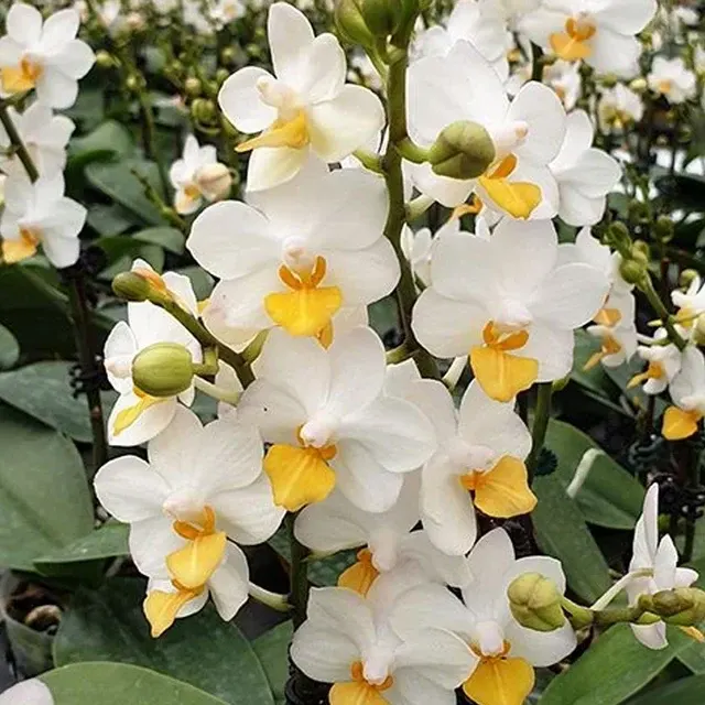 Phalaenopsis Liu's Triprince 'PYL'