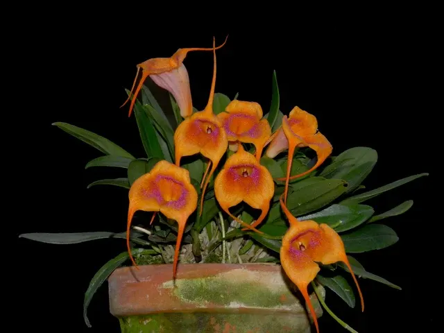 Masdevallia Snow Cone (Masdevallia)