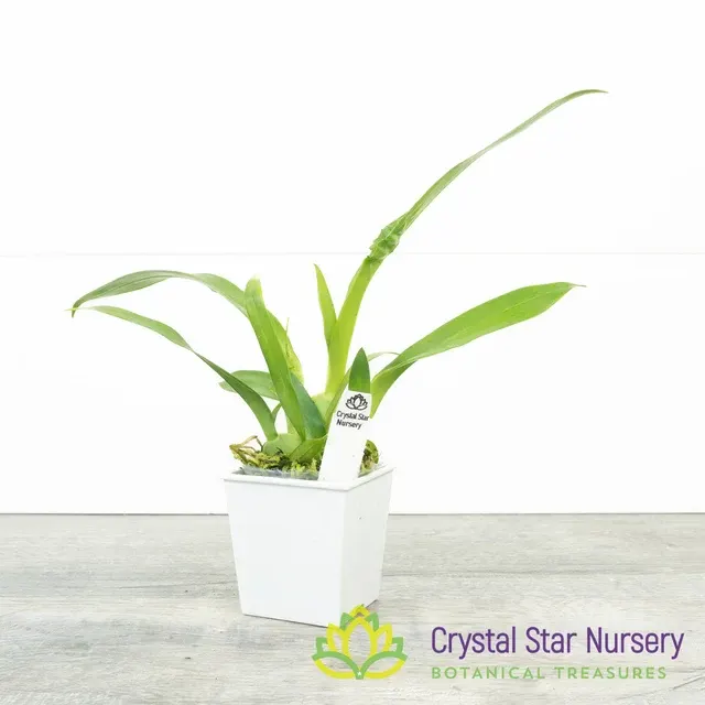 Oncidium Tsiku Marguerite 'HOF' (Oncidium)