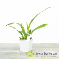 Oncidium Tsiku Marguerite 'HOF'