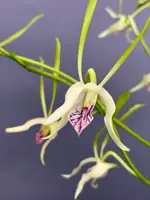 Dendrobium antennatum ‘Big Plant’