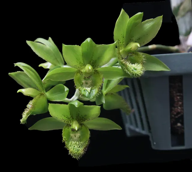 Clowesetum Loppe Farlansiae 'Leprechaun' (Clowesetum)