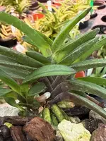 Neofinetia falcata ‘Kokukaku’