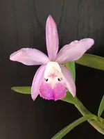 Cattleya intermedia var. amethystina 'Arambeen' x Cattleya walkeriana var. coerulea 'Midnight Blue’