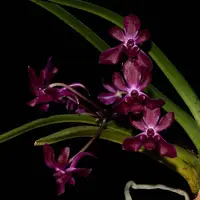 Vandachostylis Pinky (Vanda falcata x Rhynchostylis gigantea)