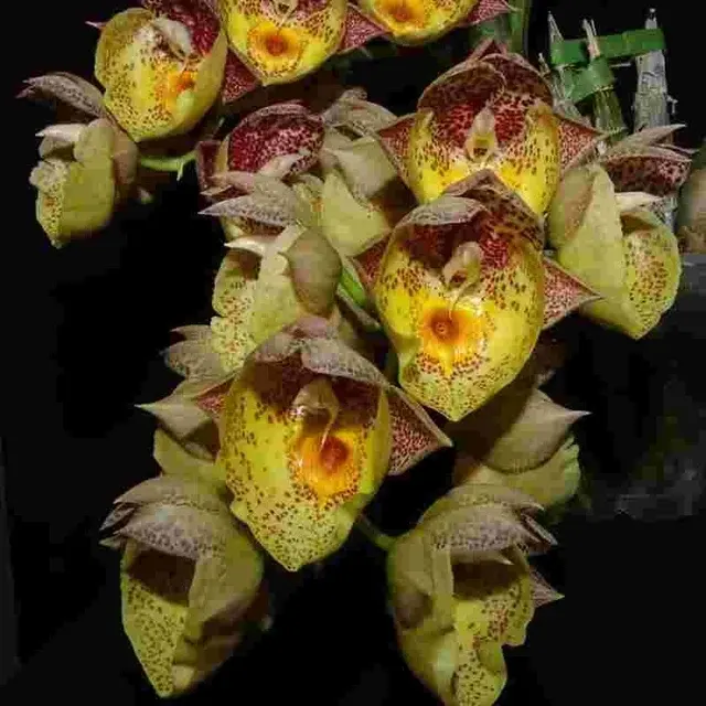 Catasetum Orchidglade - FCC - AOS (Catasetum)
