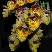 Catasetum Orchidglade - FCC - AOS