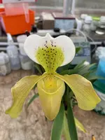 Paphiopedilum insigne x exul “Norman”