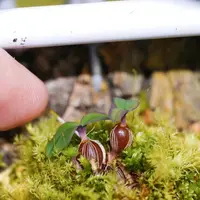 Dendrobium leucocyanum