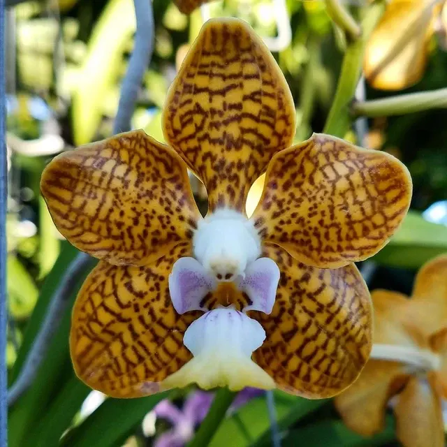 Papilionanda Batram