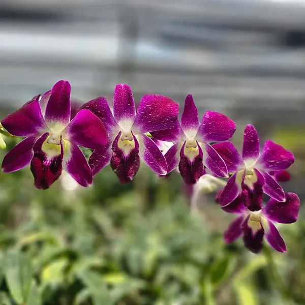 Dendrobium Earsakul Rot Gold