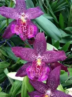 In Spike, Beallara Marfitch 'Howard's Dream' Shipping Included