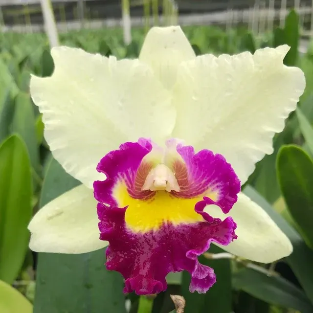 Brassolaeliocattleya Pratum Green 'NN'