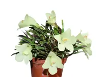 Dendrobium Pepe Portilla f. alba