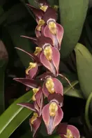 Pleurothallis alvaroi