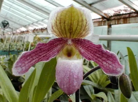 Paphiopedilum chamberlainianum × Psyche