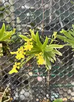 Psygmorchis pusilla