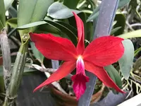 Slc. (Sl. Gratrixiae `Rotor' HCC x violacea `Dark Star' AM) Cattleya Orchid Plant 2.25" Pot