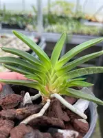 Neofinetia falcata ‘Junihitoe’
