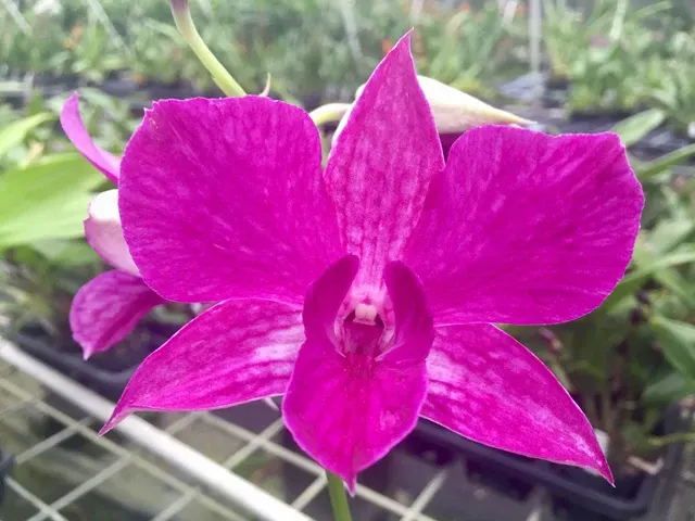 Dendrobium Silver Wings x Kevin Tokunaga