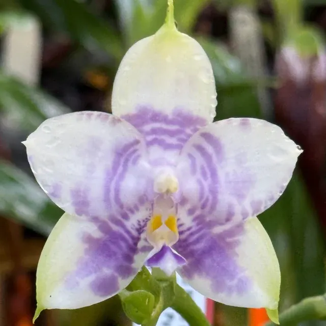 Phalaenopsis Mituo Purple Dragon 'Blue White'