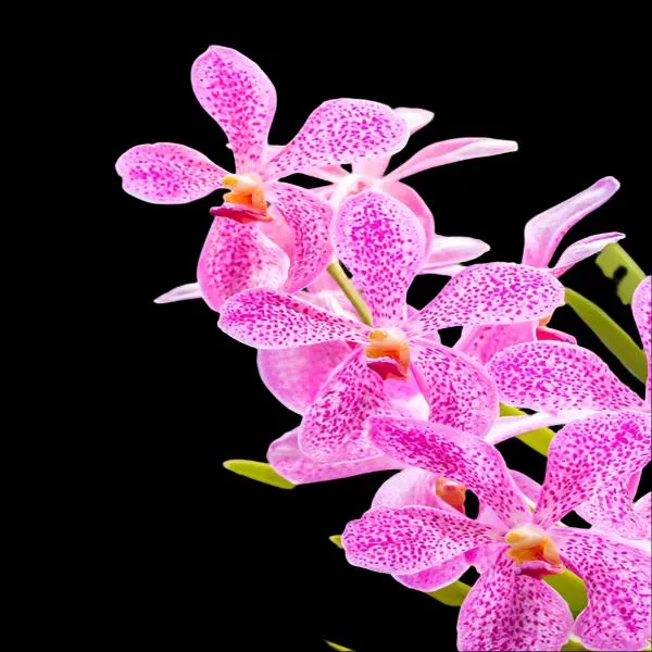 Mokara Dungpron Pink