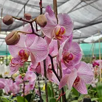 Phalaenopsis Orchid Dream Line - Mature Plant